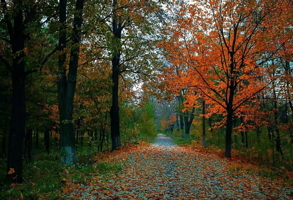 Ранний листопад. Осенний парк. осень листопад. осенний лес листопад. осень парк листопад.