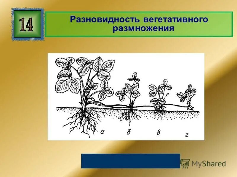 Размножение 2 способами людей. Вегетативное размножение усами. Биология 6 класс вегетативное размножение усами. Вегетативному размножению пеларгонии. Вегетативное размножение растений усами.