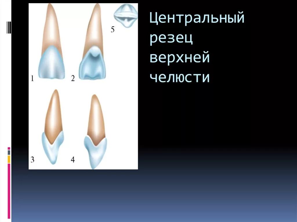 Морфология резца 2022 Николай Крайнов ВКонтакте