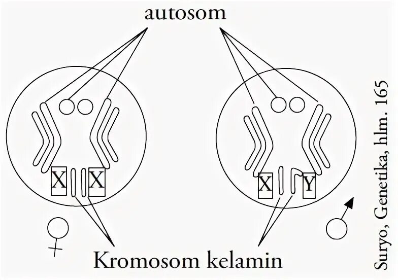 Количество аутосом в яйцеклетке кролика 21. Кожаная аутосом сигнализация.