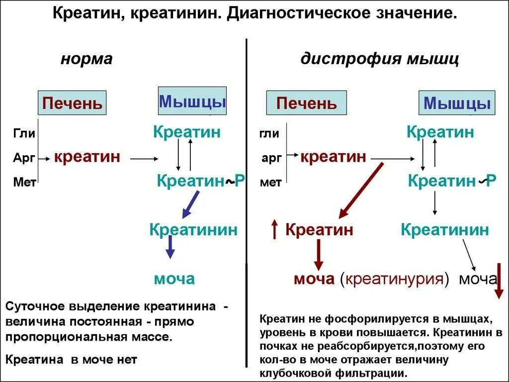 Причины повышения креатинина у мужчин. Креатинин схема обмена. Синтез креатина в мышечной ткани биохимия. Креатинин в крови норма. Креатинин схема.