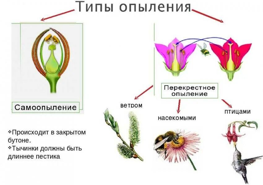 Что происходит после опыления. Опыление растений 6 класс биология. типы опыления растений 6 класс сообщение биология. опыление цветковых растений таблица. самоопыление цветковых растений.