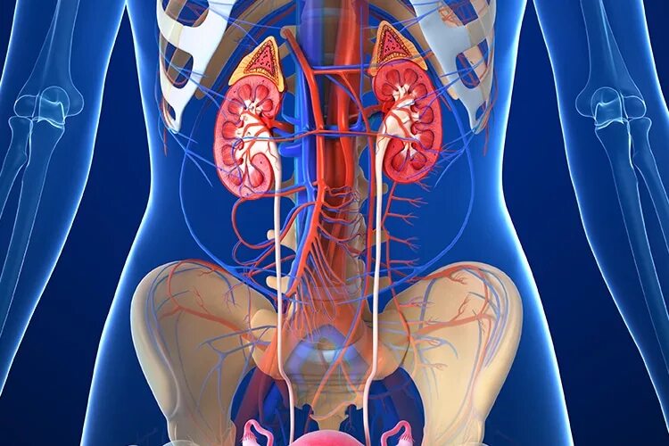 3д анатомия мочевыделительная система. Женская мочевая система. Мочевыделительная система женщины. Расположение органов мочевой системы.