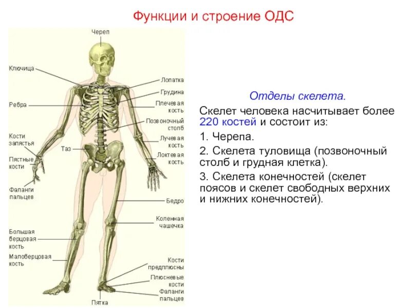 Кости и отделы скелета. Одс строение скелета. отделы скелета строение кости. отделы скелета туловища 2. отдел скелета строение функция.