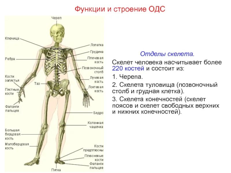 Отделы скелета строение кости. Строение и функции отделов скелета человека. Назовите основные отделы скелета. Анатомия опорно двигательная система скелет. Сколько отделов скелета