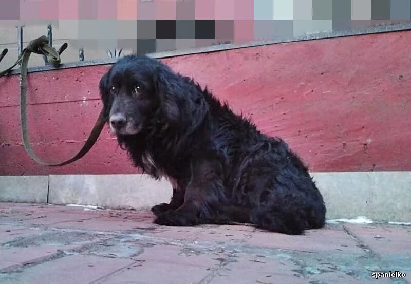 Потеряна собака московская область. Найдена собака кобель черный. Найдена черная собака Московская область. Собаки потеряшки в Московской области. Потеряшки Люберцы.