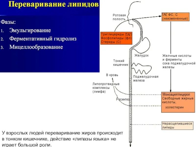 Этапы переваривания и всасывания липидов. Схема переваривания липидов. Первый этап переваривания липидов в кишечнике. Переваривание липидов биохимия реакции.