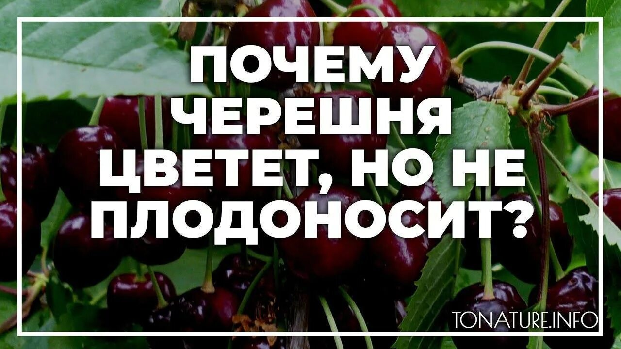 Через сколько плодоносит черешня. Черешня не плодоносит. Вишня не плодоносит. Отчего черешня. Вишня и черешня не плодоносит.