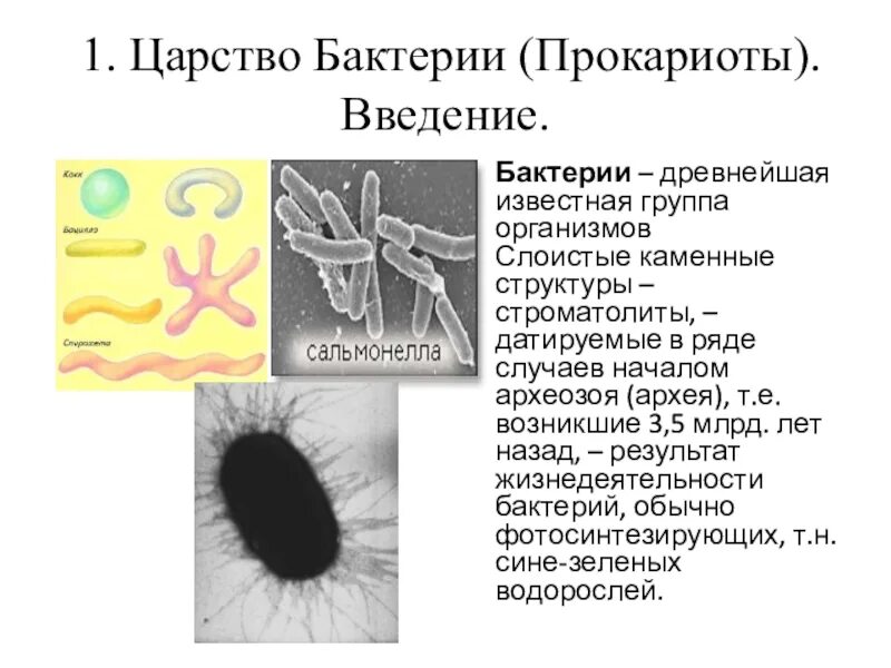 Царство бактерий. Царство бактерии общая характеристика. Бактерии царство бактерий. Царство бактерии строение.