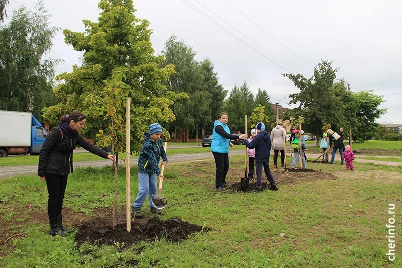 Посадка деревьев зона. Череповец озеленение города. посадка деревьев в череповце. субботник по высадке деревьев.