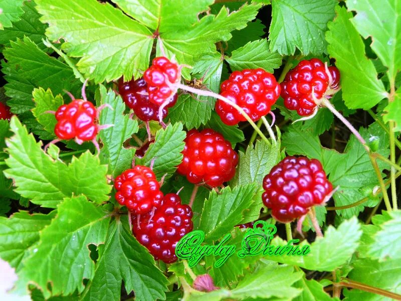 Поляника Княженика. Княженика Rubus arcticus;. Лесная ягода Княженика. Куманика Княженика. Новую ягодку