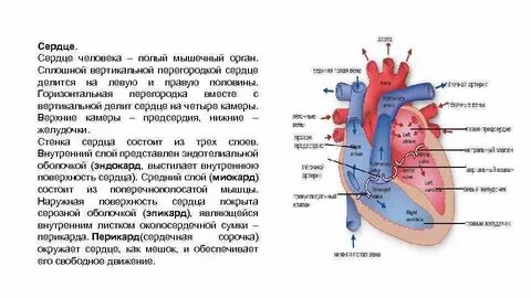 Физиология сердца
