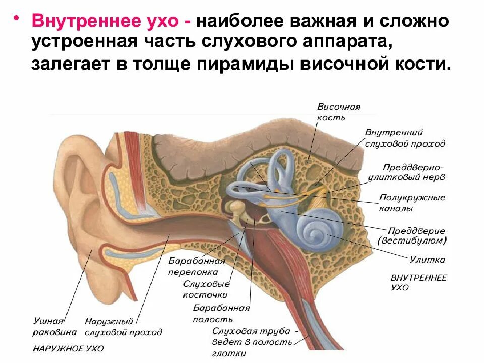 Кости органа слуха. Слуховой аппарат строение анатомия. строение внутреннего уха орган слуха. рис 111 строение органа слуха. внутреннее ухо косточки строение.