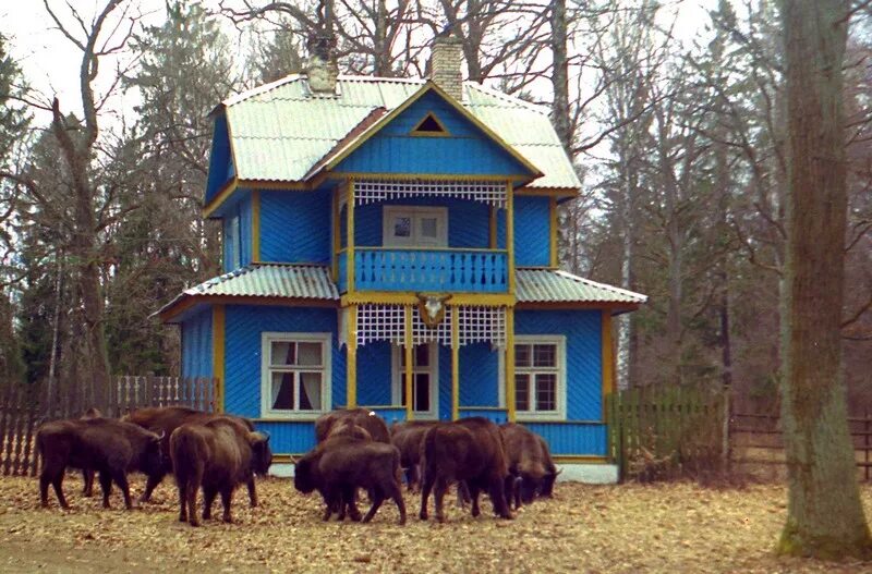 Беловежская пуща домики. Беловежская пуща домики. Агроусадьба беловежская пуща. Беловежская пуща домики. Беловежская пуща резиденция.