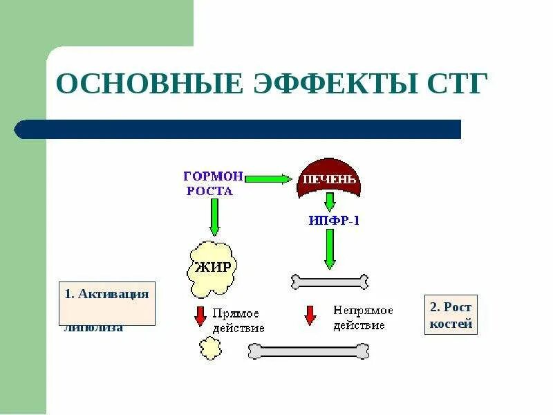 Механизм действия соматотропного гормона схема. Соматотропный гормон регуляция синтеза. Соматотропный гормон Синтез схема. Механизм действия соматотропина. Гормон роста костей