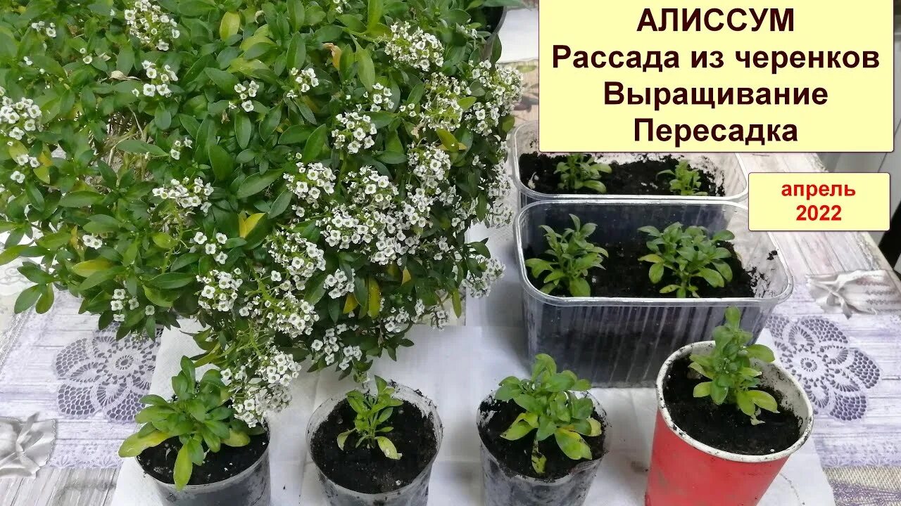 Вырастить алиссум из семян в домашних условиях. Алиссум ампельный рассада. Черенкуем алиссум. Алиссум черенками. Алиссум черенкование.