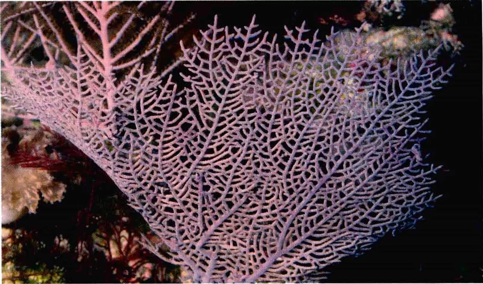 Gorgonia ventalina. Gorgonia Flabellum. Коралловые полипы горгонарии. Коралл, Тип Gorgonia.