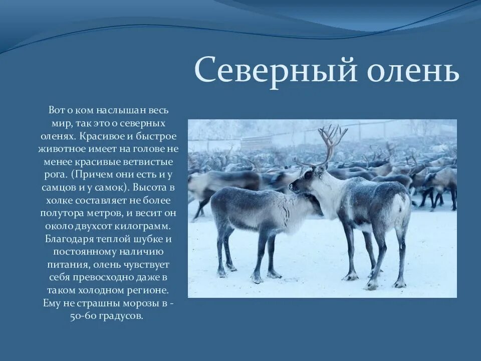 Северный олень впр. Северный олень презентация для детей. Животные холодных стран Северный олень. Животные севера для детей Северный олень. Северный олень в Арктике для детей.