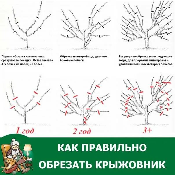 Нужно ли обрезать кусты. Обрезка крыжовника весной схема. Схема обрезки крыжовника. Схема обрезки куста крыжовника. Схема обрезки крыжовника весной.