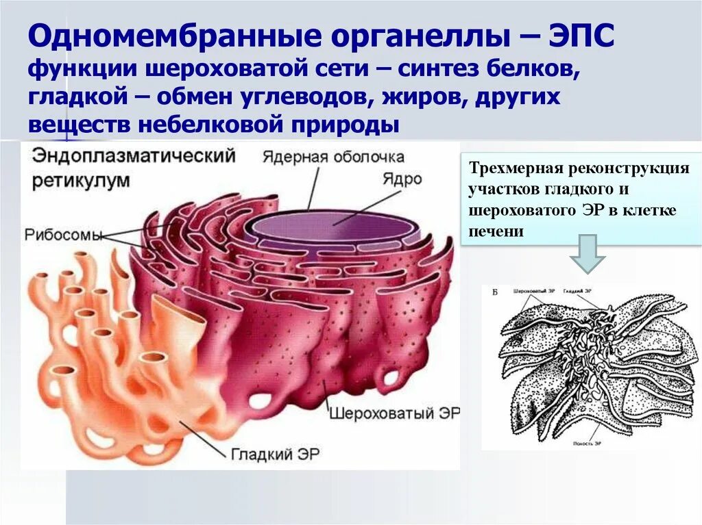 Эндоплазматическая сеть ретикулум функции. Одномембранные клеточные органеллы ЭПС. Гладкая эндоплазматическая сеть органоид. Органоиды клетки эндоплазматическая сеть. Эпс строение и функции