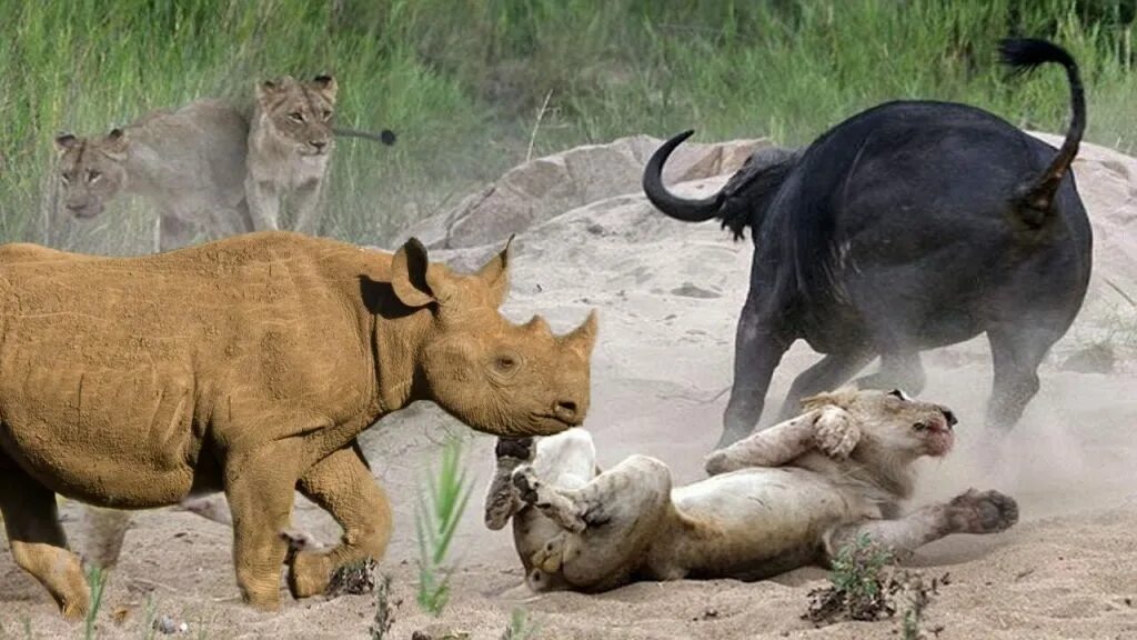 Битвы диких животных видео. Бои животных. Животные дерутся. Охота Львов на носорога.