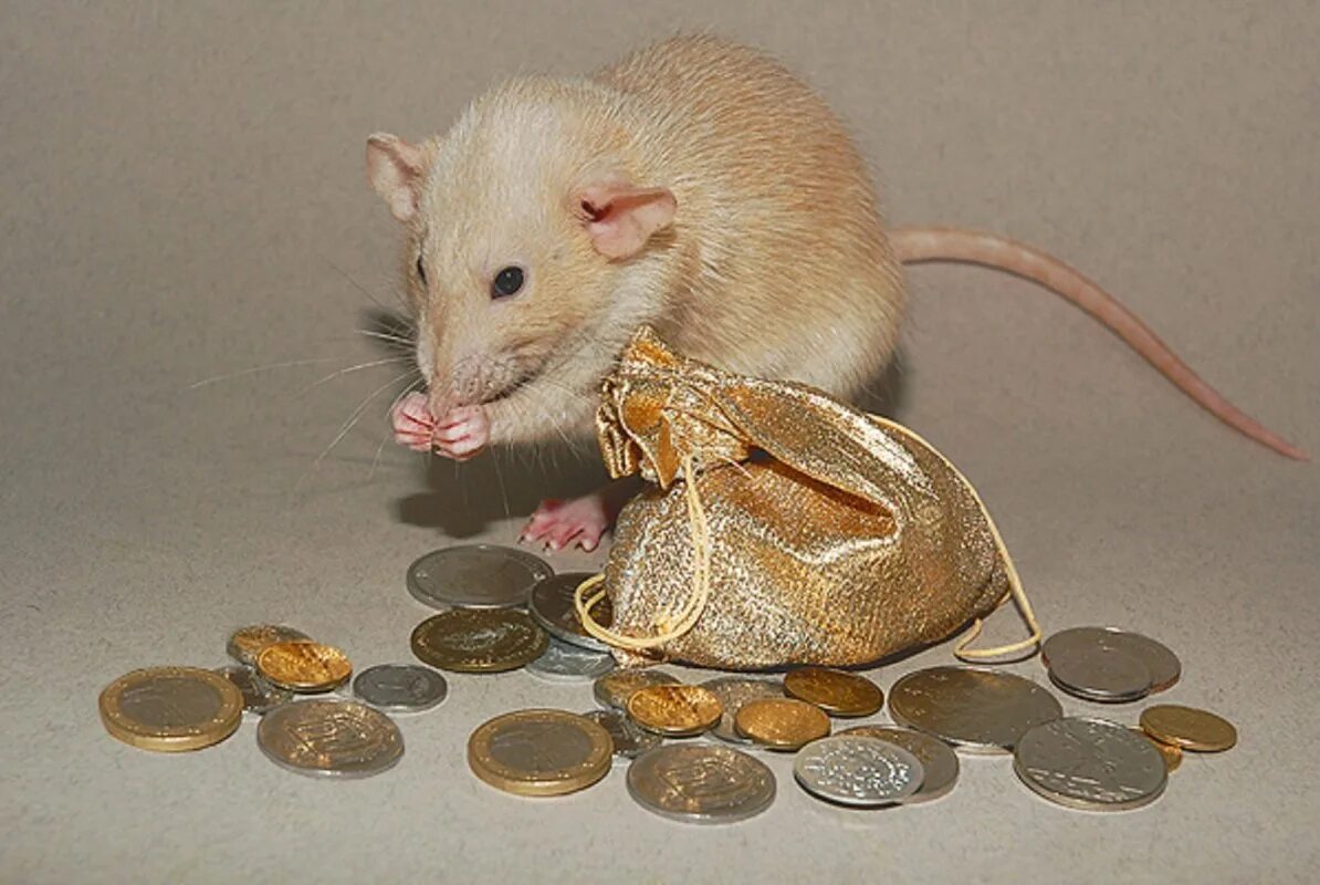 Хомяк с кошельком. Сатиновая мышь Дамбо Золотая. Жадная крыса. Богатая крыса. Золотая крыса.