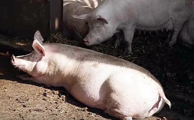Сдам свинью. Свиньи в домашних условиях. Выращивание свиней в домашних условиях для начинающих.