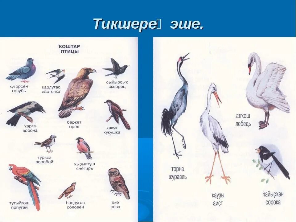 Окончание слова птицы. Птицы на башкирском языке. Название птиц на башкирском языке. Птицы Башкирии на башкирском языке. Названия птиц натаиарском.