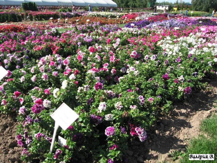 Харченко питомник растений. Теплица островцы ип харченко. Теплицы островцы раменский район рассада. Питомник харченко в островцах. Питомник растений в челябинске.