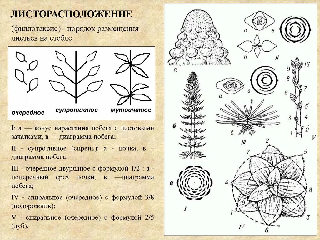 Порядок нарастания. Листорасположение. Типы и закономерности листорасположения.. Филлотаксис. Филлотаксис (листорасположение).