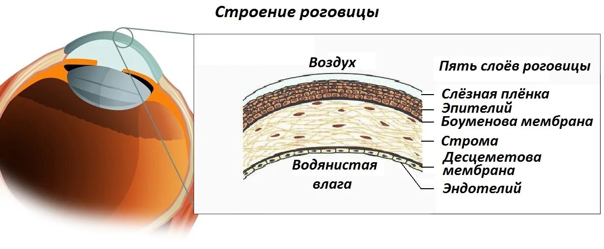 Строение роговицы оболочки. Слои роговицы гистология схема. Строение структур глаза роговица. Строение роговицы офтальмология.