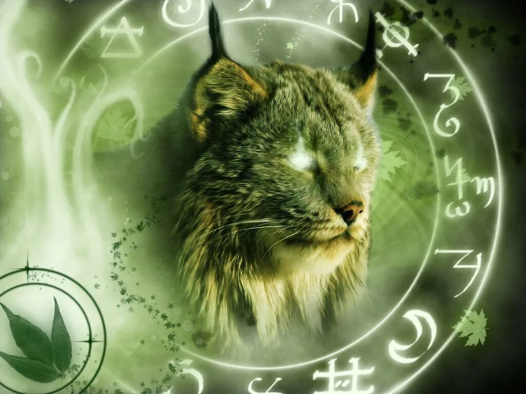 Кот стрелец