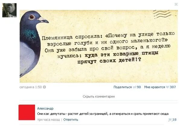 Спрашивают почему без. Где голуби прячут своих детей. Шутки про голубей. Афоризмы про голубей. Куда прячут детей голубей.