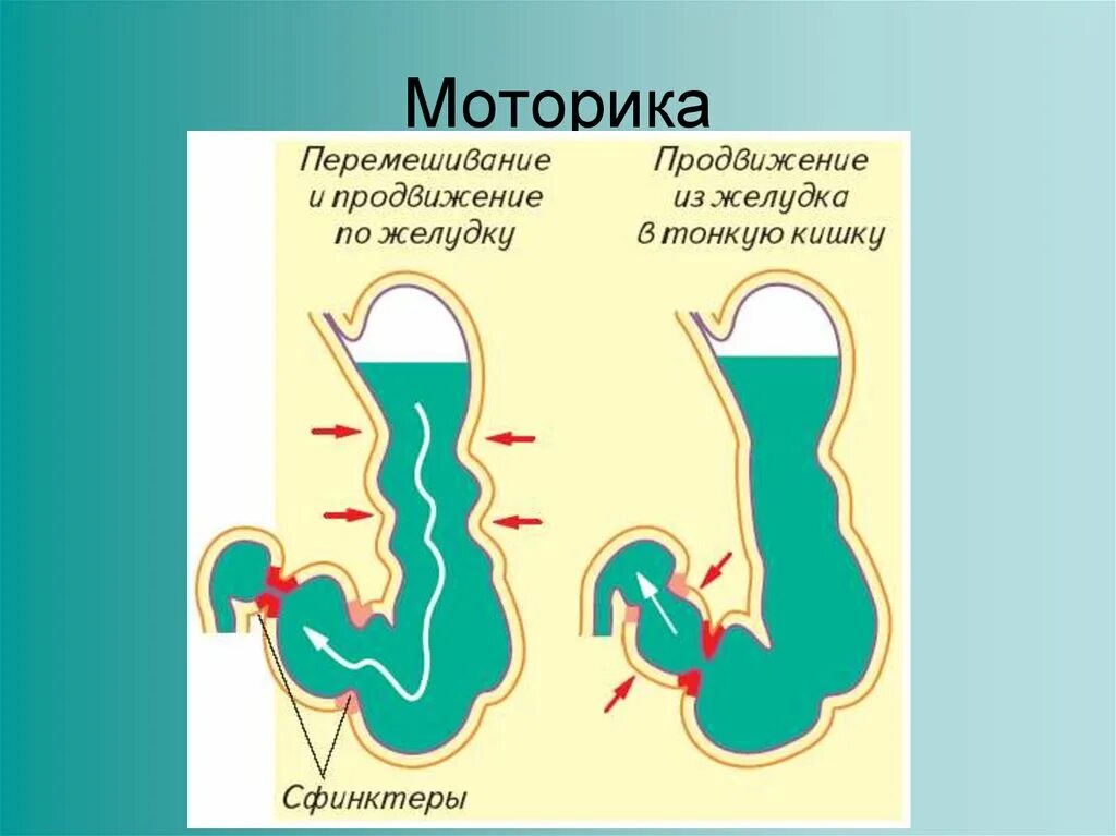 Желудочная моторика. Моторика пищеварительного тракта. Моторика желудка. Перистальтика желудка. Плохая моторика желудка.