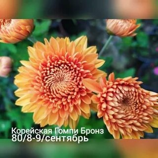 Хризантема бронза фото и описание