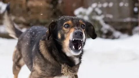 Собака бесилась