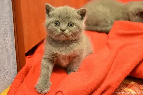 Продаю британских котят