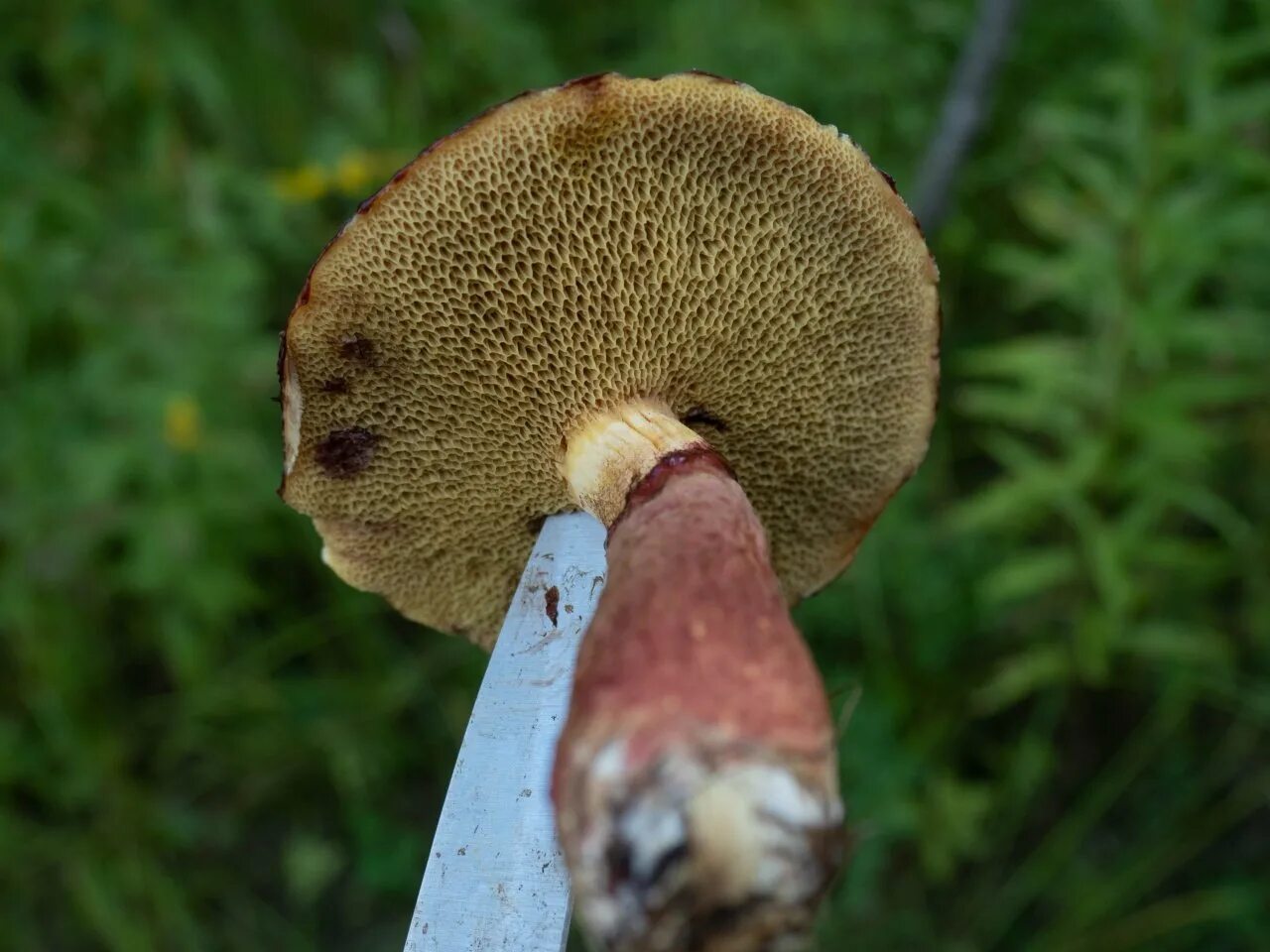 Трубчатый гриб 7. Маслёнок примечательный (Suillus spectabilis). Болетинус полоножковый. Гриб болетинус полоножковый. Болетинус болотный.