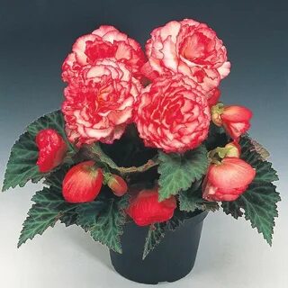 Бегония rose
