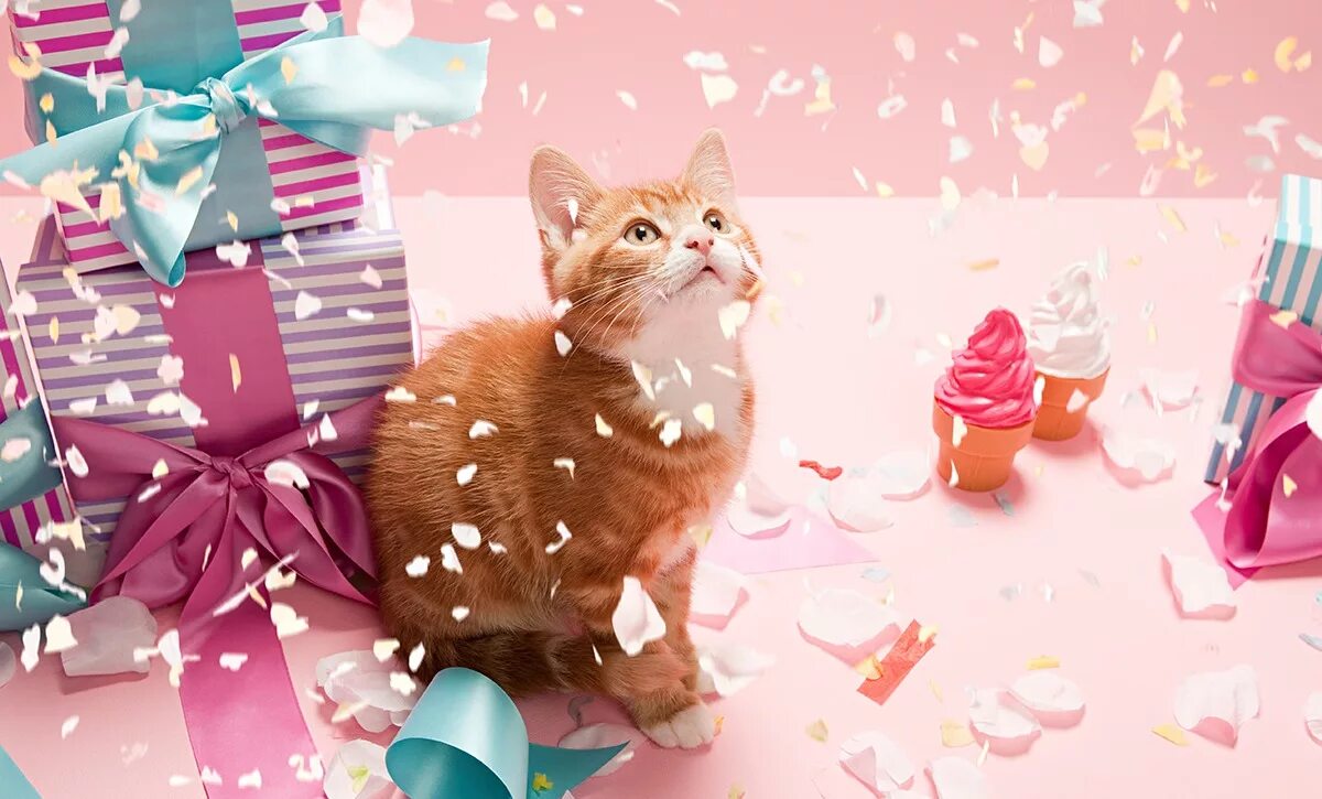 кошачий день рождения. открытка кошки с днём рождения. тортик с котятами. с днем рождения кот. кот с подарком.