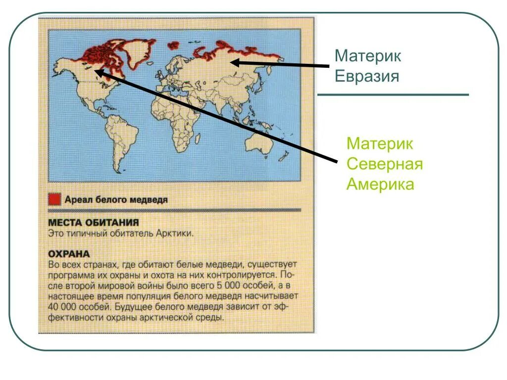 Где живут медведи на каком материке. Карта обитания белых медведей. Где обитает белый медведь на каком материке. Где обитают медведи карта. Ареал обитания белых медведей в России.