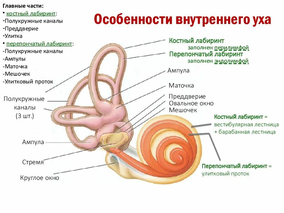 Три полукружных канала в ухе. Вестибулярный аппарат внутреннего уха строение. Строение улитки внутреннего уха. Строение улитки уха анатомия. Строение уха полукружные каналы.