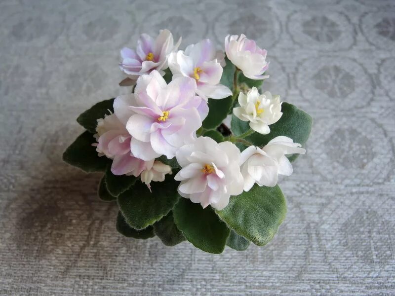 Фиалка марсианка. Фиалка ле флоренс. Фиалка бр революция. Фиалки бр. Бр-сатира фиалка.