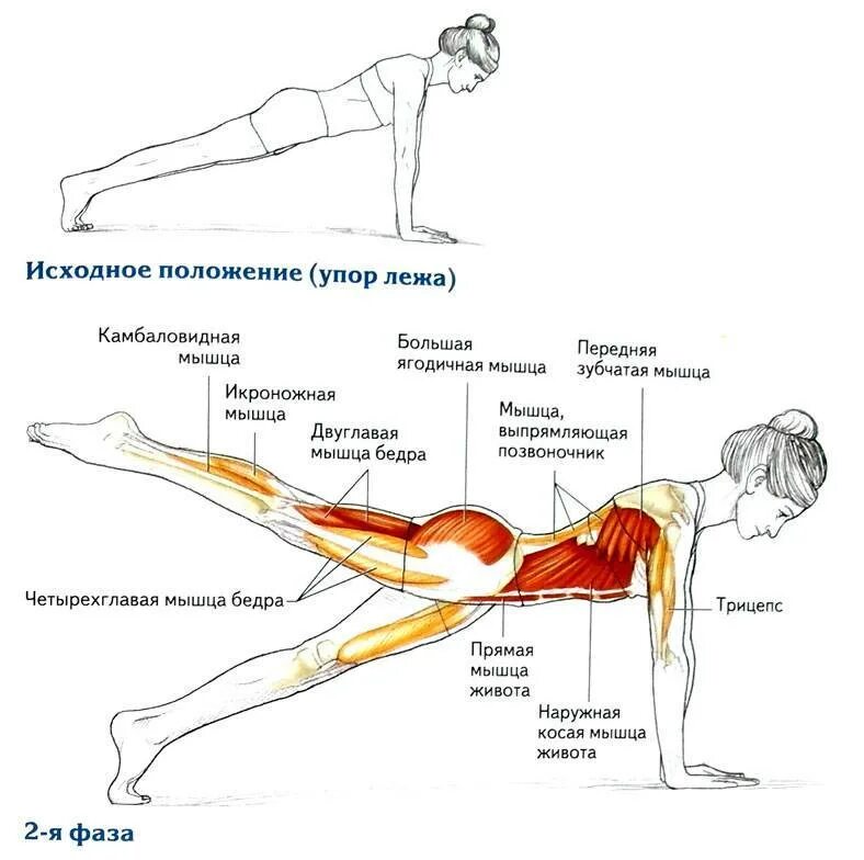 Planka spini планка для спины. Планка анатомия упражнения. Планка упражнение для ягодичной мышцы. Мышцы задействованные при планке. В зависимости от того какой лежит