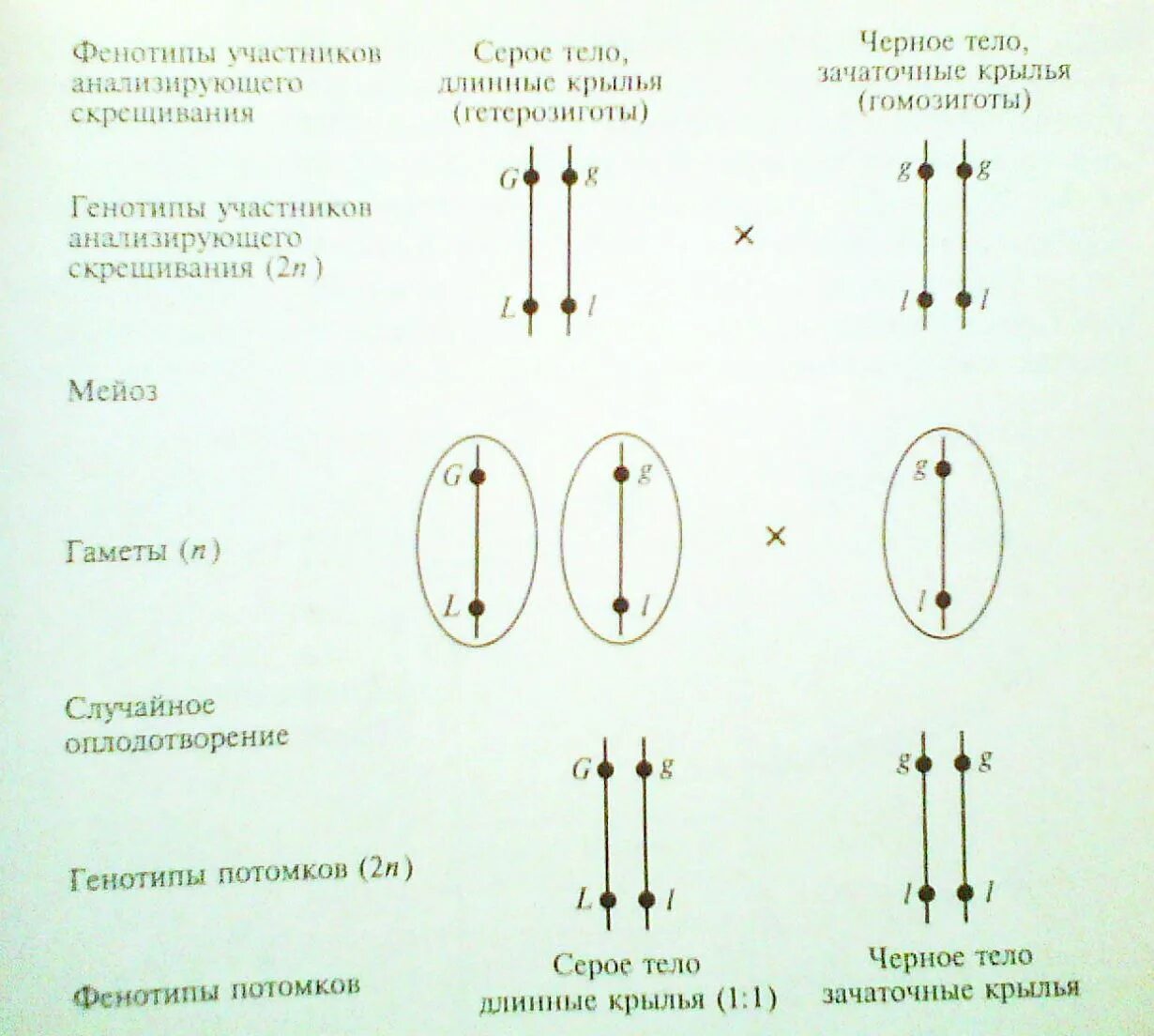 Графическое изображение расположения генов по длине хромосомы. Схема полного сцепленного наследования. сцепленное скрещивание схема. дигетерозигота сцепленное наследование. схема расположения сцепленных генов.