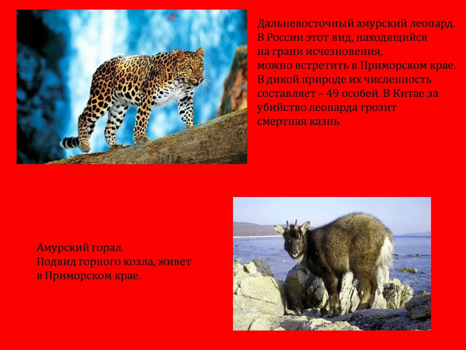 Животные которые записаны в красную книгу. Животные из красной книги. красная книга россии. животные. животные красной книги россии фото. исчезающие животные занесенные в красную книгу россии.
