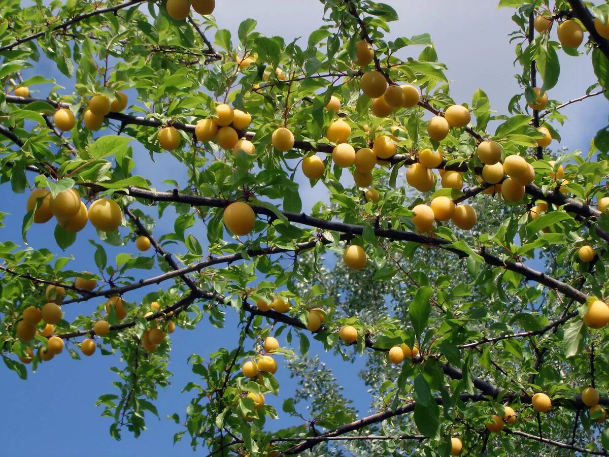 сон плодовые деревья. слива плод. яблоня абрикосовое. сон плодовые деревья. яблоки на ветке.