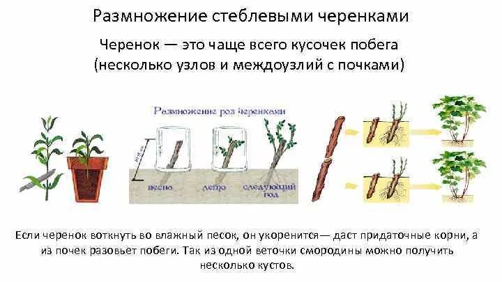 Вегетативное размножение стеблевыми черенками. Стеблевые черенки вегетативное размножение. Размножение комнатных растений стеблевыми черенками. Стеблевой черенок вегетативное размножение. Вегетативное размножение последовательность действий