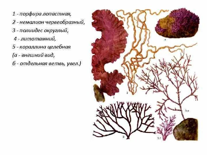 Схема красных и бурых водорослей. Анфельция водоросль строение. Красные водоросли порфира рисунок. Немалион водоросль. Немалион водоросль красная.