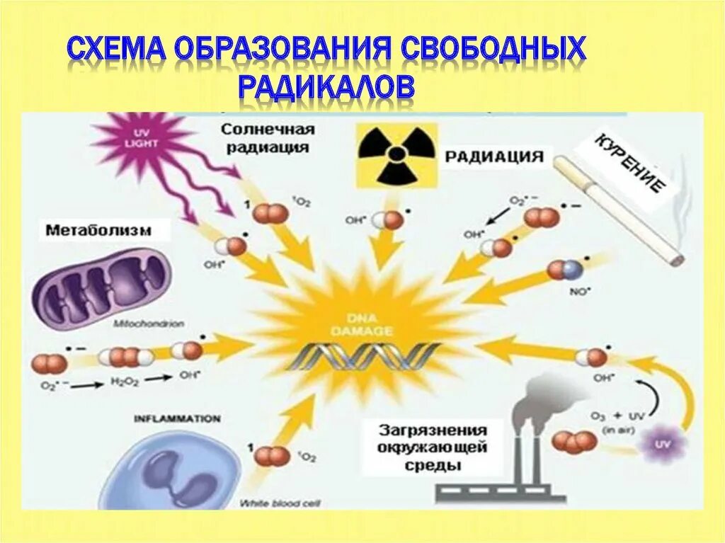 Косвенное действие радиации. Механизм образования свободных радикалов. Биологическое действие ионизирующих излучений. Непрямое действие ионизирующего излучения.